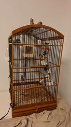 2 kanaries, Meerdere dieren, Kleurkanarie