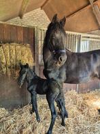 Gezocht paarden verzorger(ster)., Dieren en Toebehoren, Stalling en Weidegang