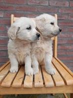 Goldenretriever pups, Dieren en Toebehoren, Meerdere, Golden retriever, 8 tot 15 weken, Meerdere dieren