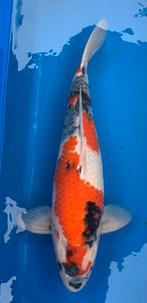 Prachtige showa, kweker Dainichi, 2,5 jaar oud, 52 cm, Dieren en Toebehoren, Karper of Koi