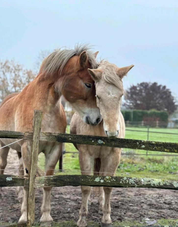 Gezocht stalhulp en/of bijrijder (16+), Dieren en Toebehoren, Stalling en Weidegang