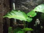 aquariumplanten, Dieren en Toebehoren, Vissen | Aquaria en Toebehoren, Ophalen, Zo goed als nieuw, Plant(en), Steen of Hout