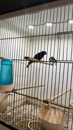 Mooi koppel zwarte sijzen, Dieren en Toebehoren, Vogels | Overige Vogels, Meerdere dieren, Wildzangvogel, Geringd