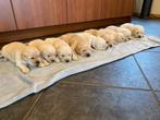 Golden Retriever pups, Dieren en Toebehoren, Golden retriever, Rabiës (hondsdolheid), 8 tot 15 weken, Meerdere