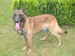 Mechelse herder reu afgerichte politiehond & bewakingshond, Dieren en Toebehoren, Parvo, Meerdere, Meerdere dieren, 3 tot 5 jaar