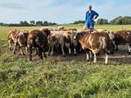 Bonte dekrammen, Mannelijk, Schaap