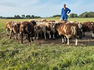 Bonte dekrammen beschikbaar voor biedingen