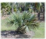 10 x Sabal Minor palm boom zaden, Tuin en Terras, Ophalen, Gehele jaar, Zaad