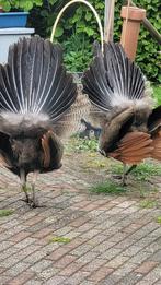 Pauwenhaan van 2024, Dieren en Toebehoren, Pluimvee, Mannelijk, Overige soorten