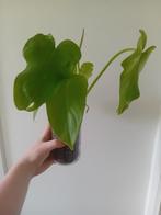 Philodendron golden, Ophalen, Overige soorten, Minder dan 100 cm