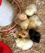 Raszuivere Zijdehoen (USA)kuikentjes te koop!, Dieren en Toebehoren, Pluimvee, Meerdere dieren, Kip