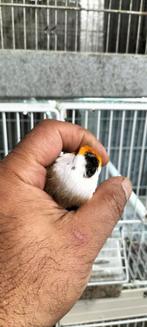 Majoor Putter pop Scripati komt uit egelhad 2024, Dieren en Toebehoren, Vogels | Overige Vogels, Vrouwelijk, Wildzangvogel