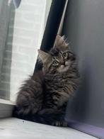 3 langharige kittens, Dieren en Toebehoren, Katten en Kittens | Overige Katten, Meerdere dieren, Langharig, 0 tot 2 jaar