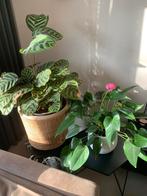 Mooie kamerplanten, Huis en Inrichting, Ophalen, In pot, Halfschaduw, Minder dan 100 cm