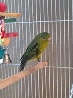 Catharina parkiet man