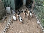 Te koop kippen en Loopeenden, Dieren en Toebehoren, Pluimvee, Meerdere dieren, Eend