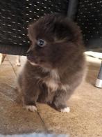 Pomeriaan pups te koop allemaal teefjes, Dieren en Toebehoren, Honden | Niet-rashonden, CDV (hondenziekte), 8 tot 15 weken, Meerdere