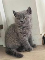 prachtige volbloed en raszuivere Britse korthaar kittens, Dieren en Toebehoren, Katten en Kittens | Raskatten | Korthaar, Meerdere dieren