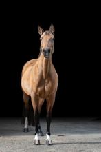 Pensioenpaard / maatje aangeboden, Dieren en Toebehoren, Merrie, Niet van toepassing, Ontwormd, 7 tot 10 jaar