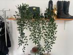 fake ikea hanging  plants, Ophalen of Verzenden, Zo goed als nieuw