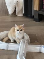 Britse korthaar stamboom Kittens Golden Shaded, Dieren en Toebehoren, Meerdere dieren, Gechipt, 0 tot 2 jaar