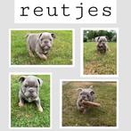 American Bully Micro/Pocket Bully, Dieren en Toebehoren, Honden | Bulldogs, Pinschers en Molossers, Bulldog, Meerdere, Meerdere dieren