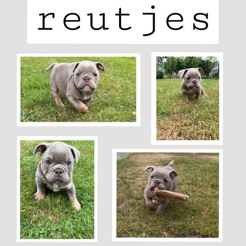 American Bully Micro/Pocket Bully, Dieren en Toebehoren, Honden | Bulldogs, Pinschers en Molossers, Meerdere dieren, Bulldog, Particulier