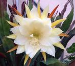 cactus - Epiphyllum crenatum, Ophalen of Verzenden, Cactus, Volle zon, Minder dan 100 cm