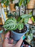 Anthurium Silver Blush | kamerplant, Ophalen of Verzenden, Overige soorten, Minder dan 100 cm