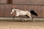 Leuke, Gezellige & vooral Betrouwbare Verzorger Gezocht, Diensten en Vakmensen, Dieren | Paarden | Verzorging, Oppas en Les, Ruiter of Bijrijder
