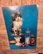 Schattig katje zit op weegschaal in de keuken, Verzenden, Gelopen, Hond of Kat