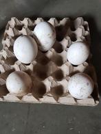 Twentse landganzen eieren en chinese knobbelganzen eieren, Dieren en Toebehoren, Meerdere dieren, Overige soorten