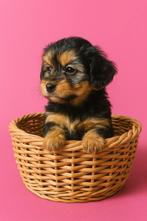 3 prachtige Chipoo ( chihuahua x dwergpoedel) pups, Dieren en Toebehoren, Honden | Chihuahua's en Gezelschapshonden, CDV (hondenziekte)