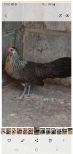 Te koop koppel  phoenix zilverpatrijs, Dieren en Toebehoren, Pluimvee, Meerdere dieren, Kip
