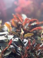 Clump Bucephalandra sp.Theia 'Green' + Kedagang 'Red' (35cm), Ophalen of Verzenden, Nieuw, Plant(en), Steen of Hout