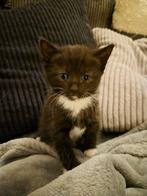 Kittens 2 katertjes geboren 16 oktober, Dieren en Toebehoren, Katten en Kittens | Raskatten | Korthaar, Kater, Ontwormd