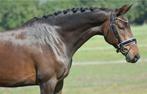 Bloedmooie 7 jarige merrie v. Impact, Merrie, B, Dressuurpaard, 3 tot 6 jaar