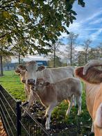 Zware blonde koe met stierkalf te koop., Dieren en Toebehoren, Runderen, Meerdere dieren