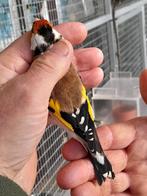 Majoor putters, Dieren en Toebehoren, Vogels | Overige Vogels, Meerdere dieren, Wildzangvogel