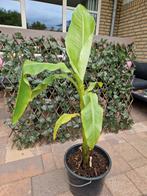 Bananenplant, Tuin en Terras, Planten | Tuinplanten, Ophalen of Verzenden, Overige soorten, Volle zon