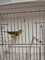 Yarrelsijs x raza kanarie, Dieren en Toebehoren, Geslacht onbekend, Tropenvogel, Geringd