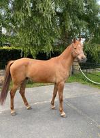 D pony, Dieren en Toebehoren, B, Gechipt, Ruin, 3 tot 6 jaar