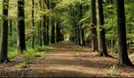 Bomen kappen voor stookhout, Tuin en Terras, Haardhout, Minder dan 3 m³, Ophalen