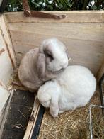 Lief Minilop koppel - mannetje gecastreerd, Dieren en Toebehoren, Konijnen, Meerdere dieren, Dwerg, 3 tot 5 jaar