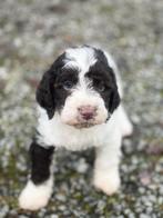 Labradoodle -Kies voor een Italiaanse waterhond, België, Overige rassen, 8 tot 15 weken, Meerdere