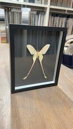 Taxidermie opgezette vlinders actias dubernardi in 3D lijst, Ophalen of Verzenden, Nieuw, Insect, Opgezet dier