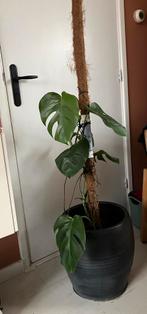 Kamerplant monsters in grote zwarte aardewerk pot, Ophalen of Verzenden, Halfschaduw, Minder dan 100 cm