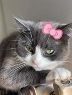 Lieve poes, Dieren en Toebehoren, Katten en Kittens | Overige Katten, Poes