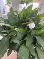 Plant Spathiphyllum met pot, Tuin en Terras, Ophalen of Verzenden, Overige soorten