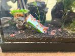 Crystal red garnalen, Dieren en Toebehoren, Vissen | Aquariumvissen, Kreeft, Krab of Garnaal